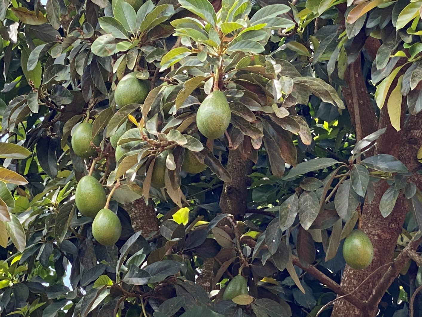 Avocado trees at The Mustardseed Primary School in Uganda