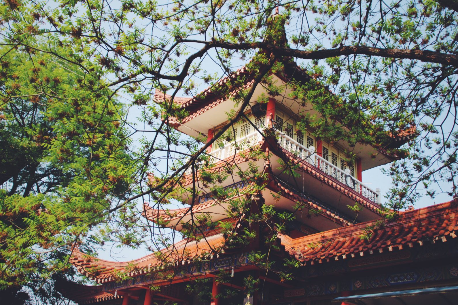 Red and white Chinese temple shaded by pine trees