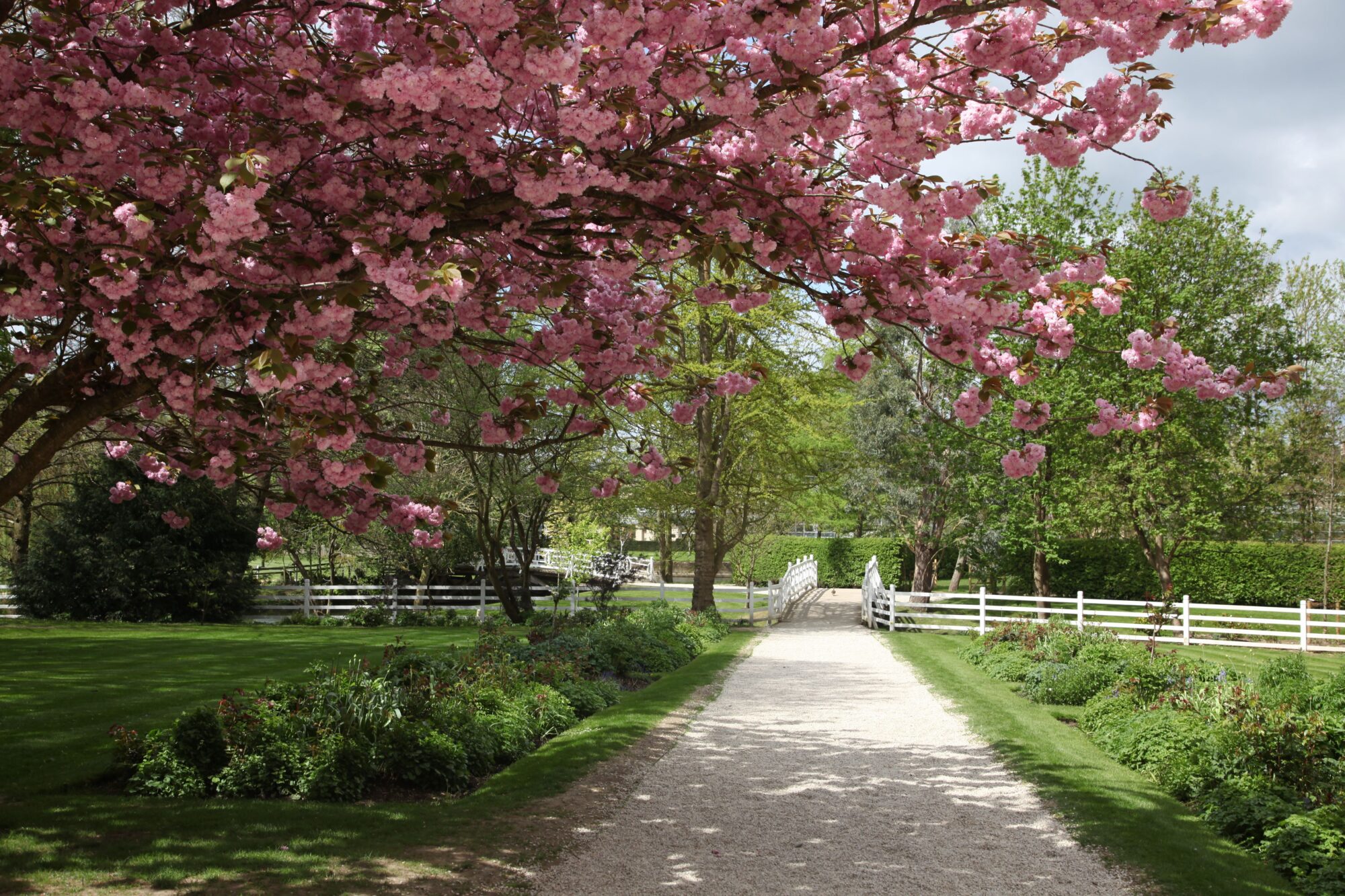 Tree blossoms in MCS Rose Garden